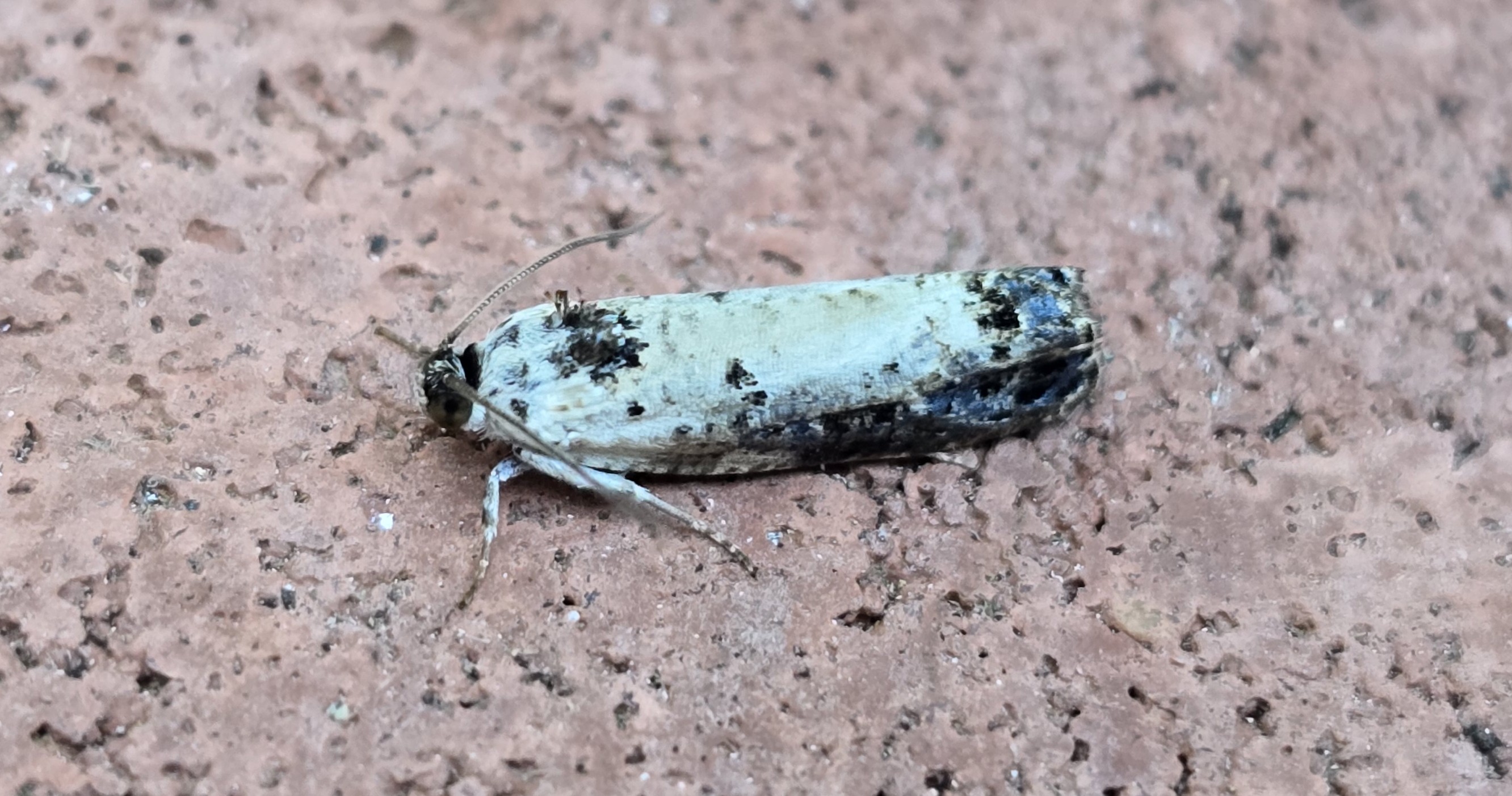 Photo of White-backed Marble (Hedya salicella)